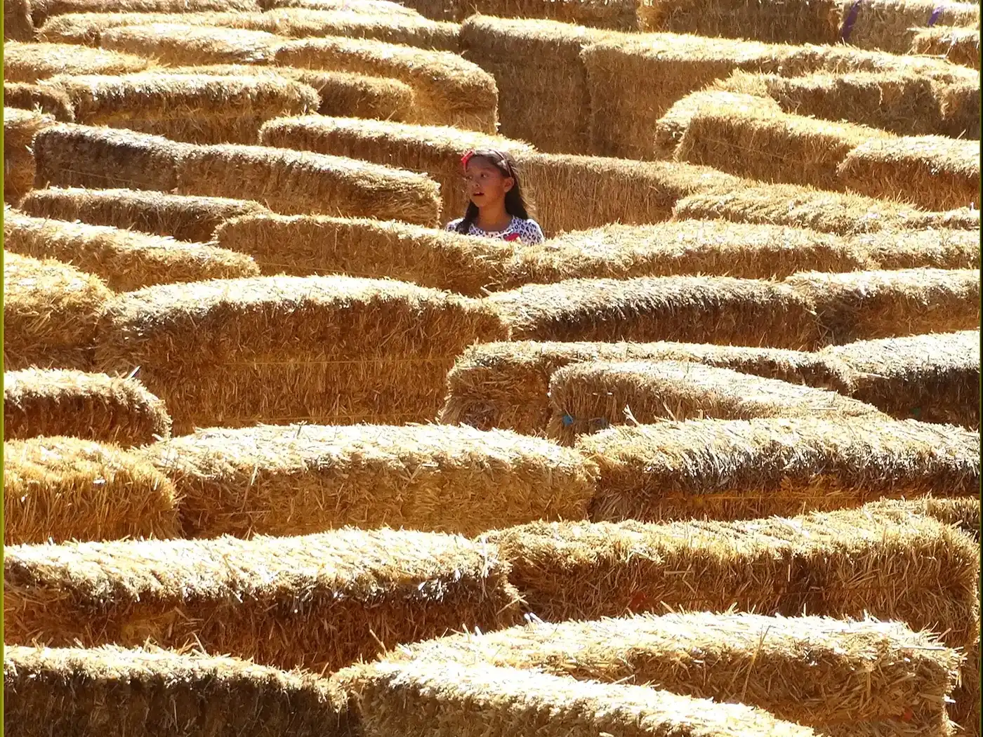 A girl finds her way through a hay bale maze at a fall farm festival.