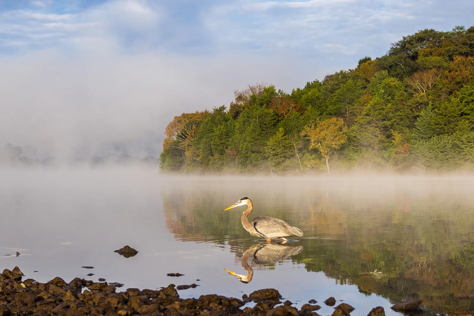 A great blue heron in the morning fog at Shutes Branch on Old Hickory Lake, the lake that lies between Mount Juliet and Hendersonville.